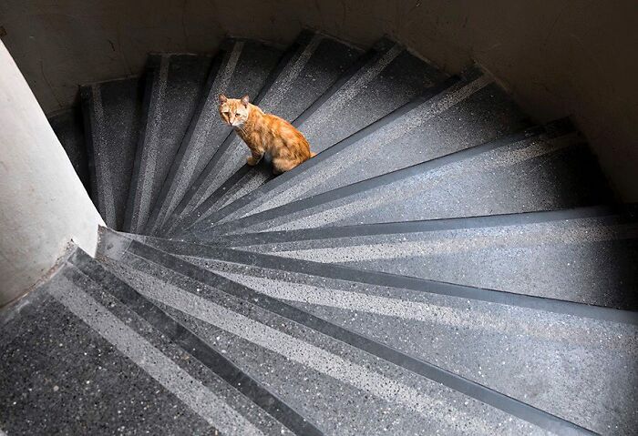 Orange cat sitting on a winding stone staircase, capturing life on Istanbul’s streets with cats stealing the show.