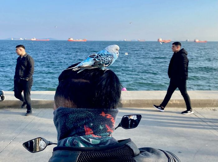 A bird perched on a person's head near the sea in Istanbul, capturing unique life on Istanbul’s streets.