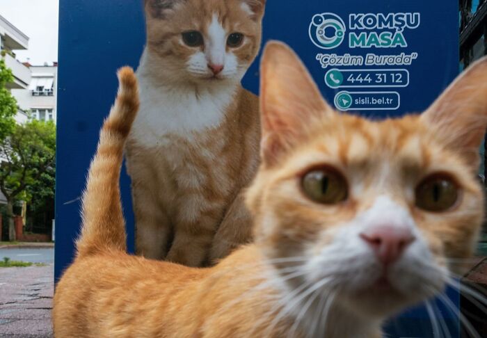 Orange and white cats on Istanbul’s streets with a close-up focal cat and urban background showing street life.
