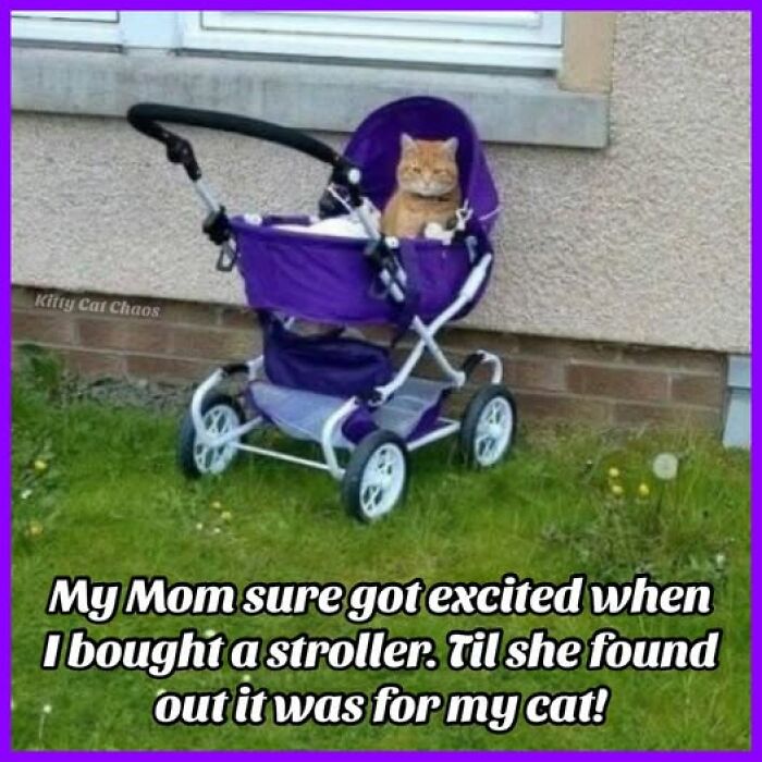 Orange cat sitting in a purple stroller on grass, part of cat meme therapy to brighten your day with humor.