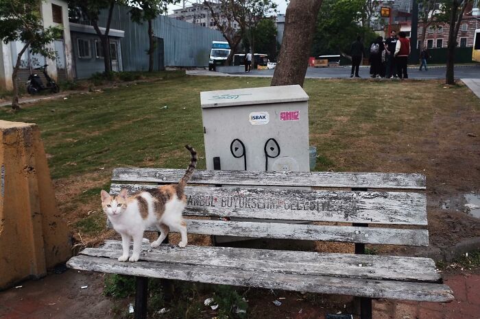 A calico cat standing on a weathered bench in Istanbul’s streets, capturing life with plenty of cats stealing the show.
