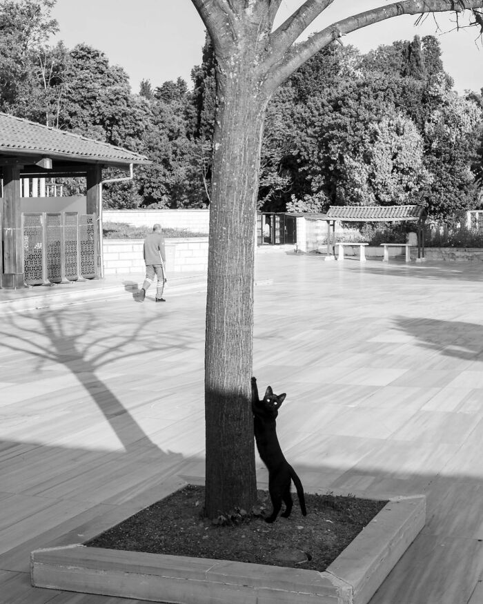 Black cat climbing a tree on Istanbul’s streets with a person walking in the background in a peaceful urban setting.