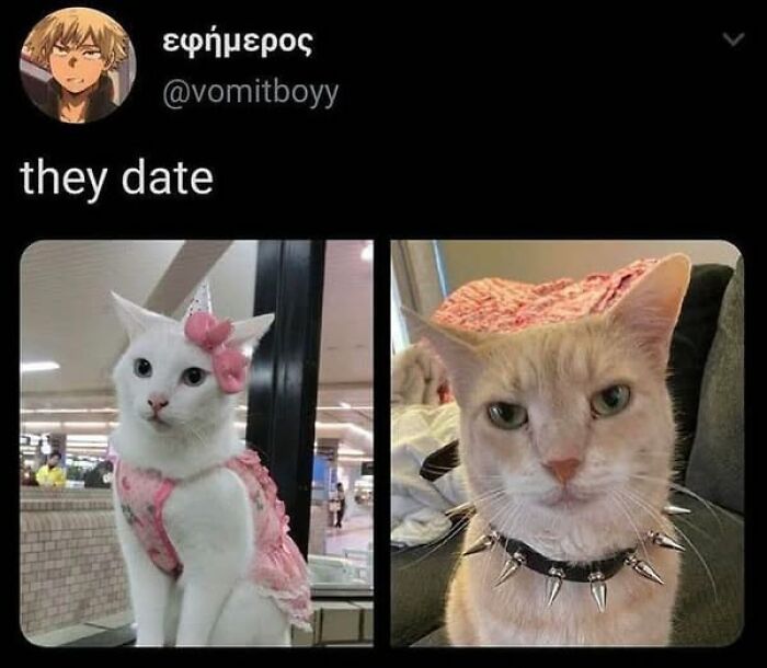 Two cats dressed in contrasting styles, showcasing humor in cat meme therapy for a cheerful mood.