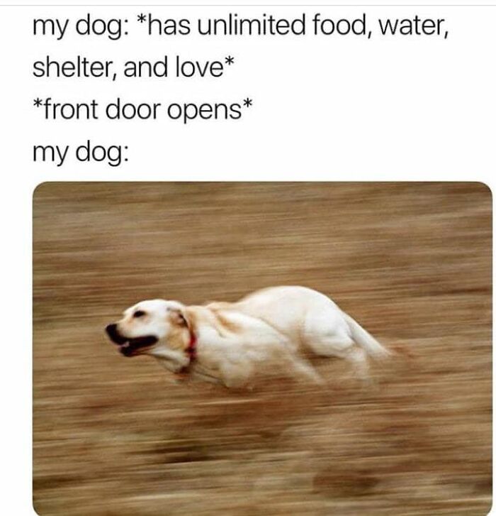 Blurred image of a happy dog running fast outdoors, showing a relatable moment for dog owners in funny dog memes.