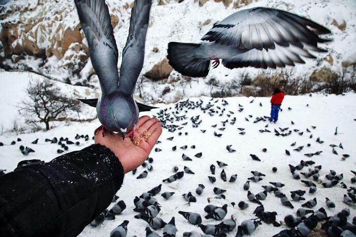 Pigeons feeding from a hand on snowy Istanbul streets, capturing life in the city's bustling outdoor scenes.