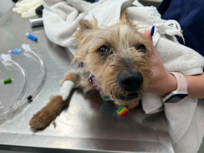 Neglected Yorkie makeover: small rescued Yorkie on clinic table with caring hand, rainbow tag and IV bandage