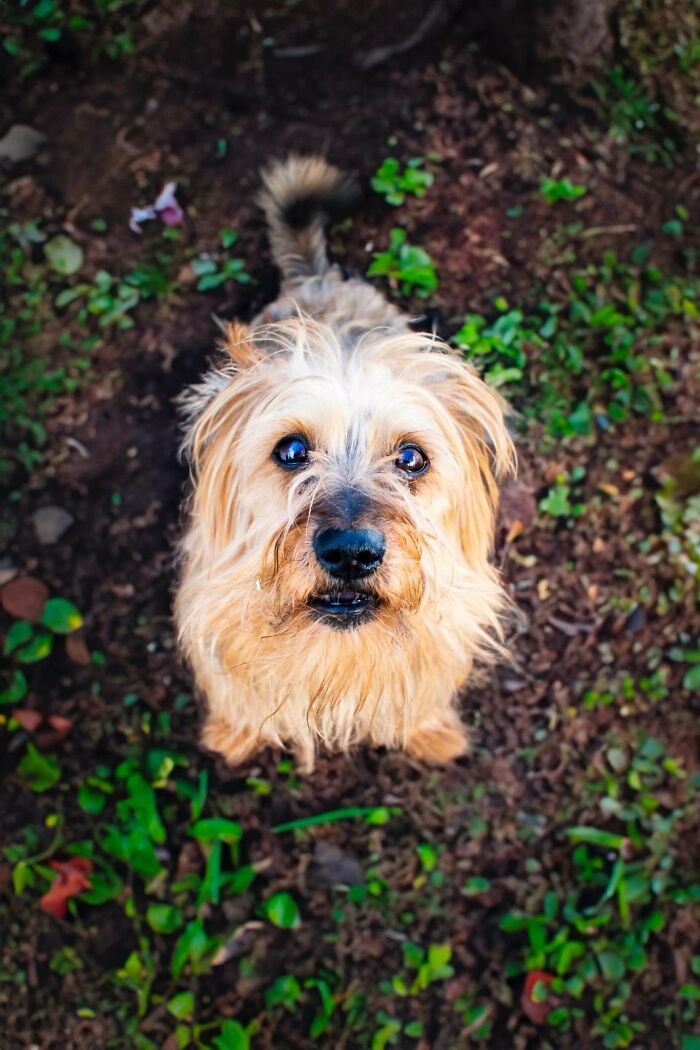 Neglected Yorkie with matted fur looking up at camera in garden, sweet rescued dog with bright eyes
