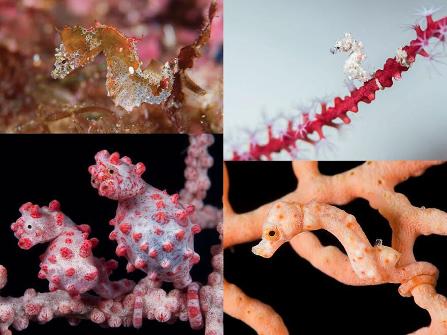 Four insanely small creatures resembling miniature seahorses perched on coral branches, showcasing smallest animal in the world.