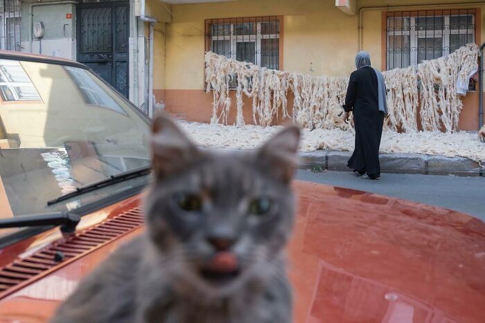 Gray cat perched on a car hood in Istanbul’s streets, with a woman walking by textured fabrics hanging on a wall.
