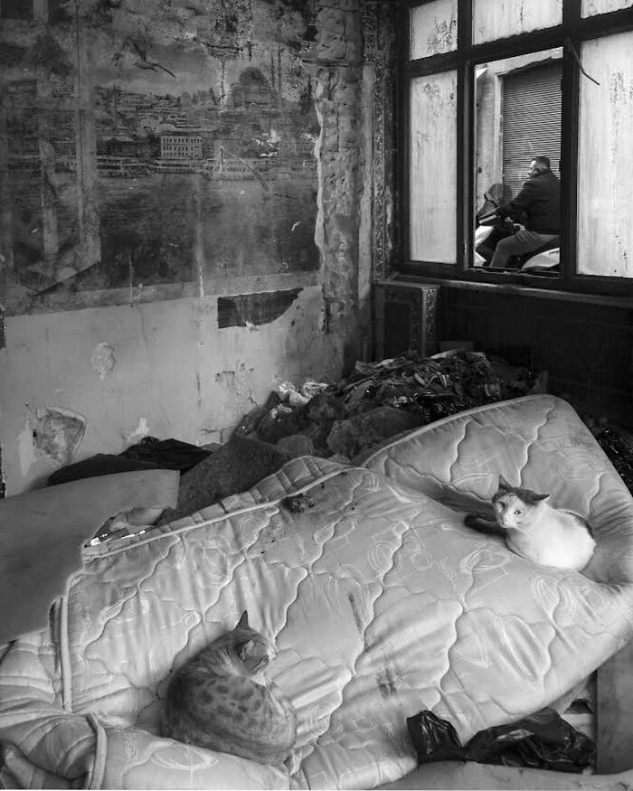 Two cats resting on an old mattress in a rundown room capturing life on Istanbul’s streets with urban decay.