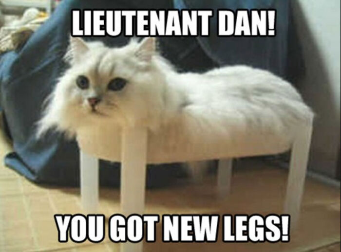 Fluffy white cat photoshopped with table legs instead of legs, captioned with playful text about new legs.