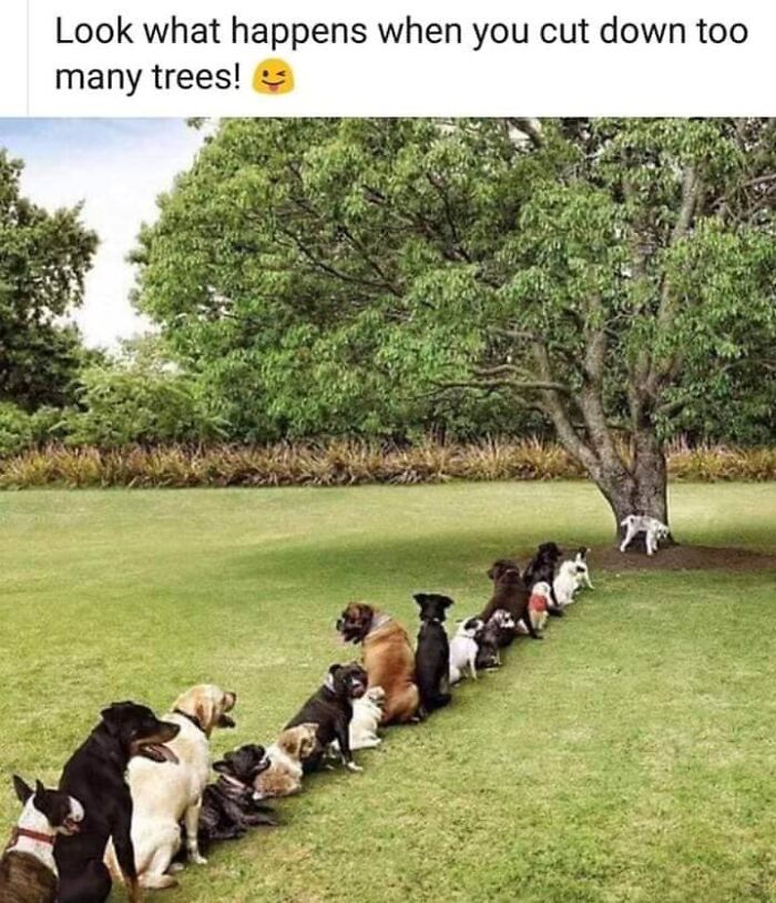 Line of dogs waiting to pee on a tree, humorous scene dog owners may find funny and relatable memes.