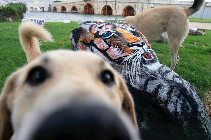 Playful dogs near a painted rock of a tiger, capturing a lively moment of life on Istanbul’s streets with cats and animals.