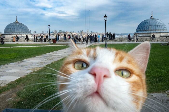 Close-up of an orange and white cat with Istanbul streets and historic domes in the background, showcasing street life.
