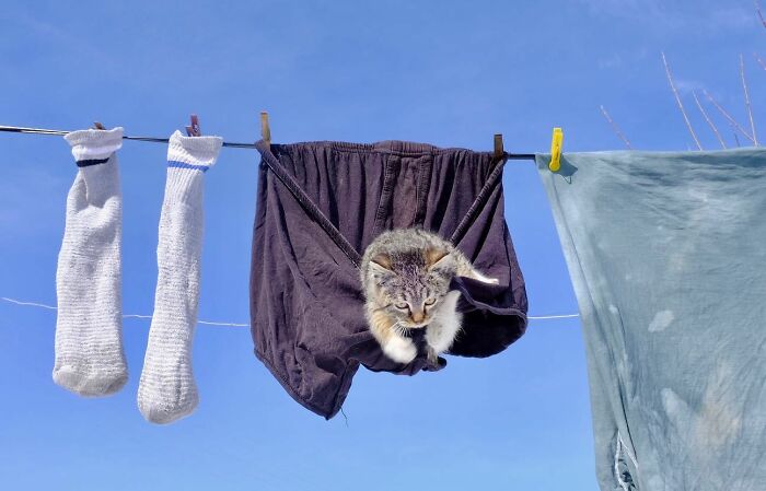 Cat lounging on underwear hanging on a clothesline, capturing life on Istanbul’s streets with playful street cats.
