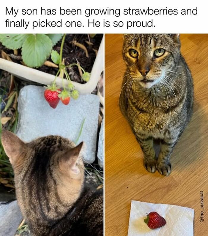 Tabby cat proudly sitting near a freshly picked strawberry, reflecting the spirit of cat meme therapy.