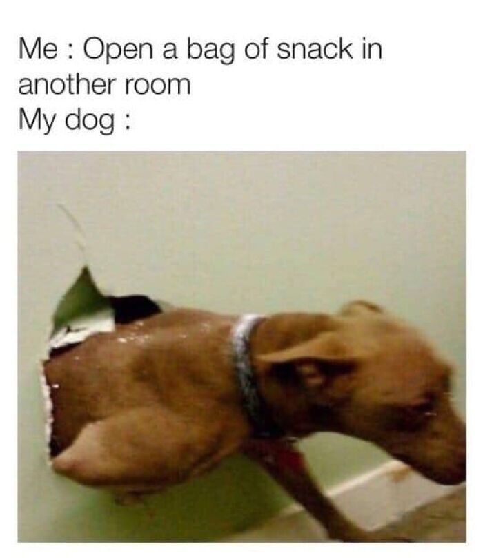 Dog bursting through wall showing funny and relatable meme about dog owners and their pets reacting to snacks.