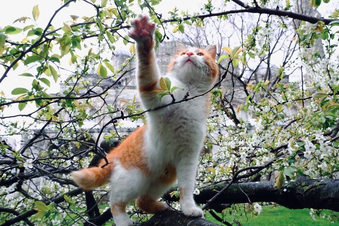 Orange and white cat reaching up on a tree branch among blossoming flowers in Istanbul streets.