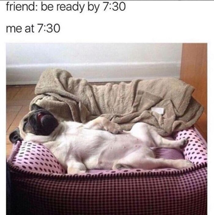 Pug dog lying on its back in a cozy bed, illustrating a funny and relatable moment for dog owners.