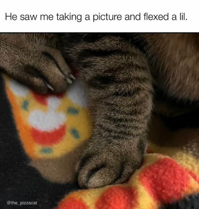 Close-up of a cat paw flexing on a colorful blanket, a playful moment showcasing cat meme therapy.