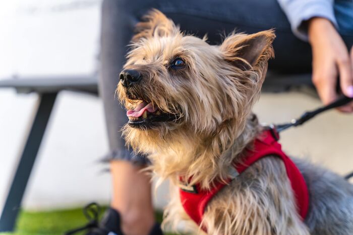 Neglected Yorkie after makeover, happy small dog in red harness sitting by owner on a bench, tongue out and alert
