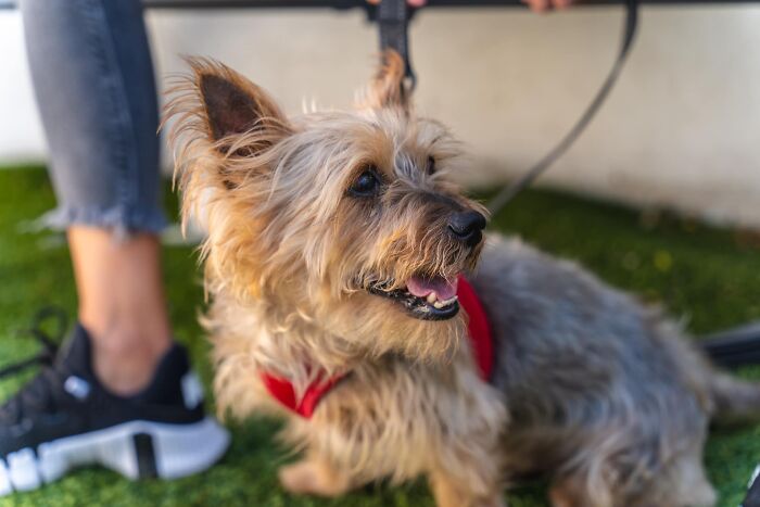 Neglected Yorkie in red harness, freshly groomed and joyful, sitting on grass next to a person wearing sneakers Neglected Yorkie in red harness, freshly groomed and joyful, sitting on grass next to a person wearing sneakers