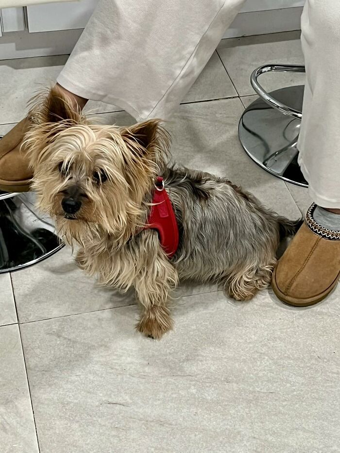 Neglected Yorkie in red harness sitting on tiled floor between owner's feet Neglected Yorkie in red harness sitting on tiled floor between owner's feet