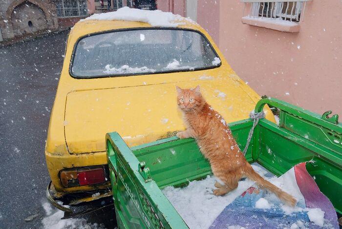 A ginger cat stands in the snowy bed of a green vehicle on Istanbul’s street during winter snowfall.