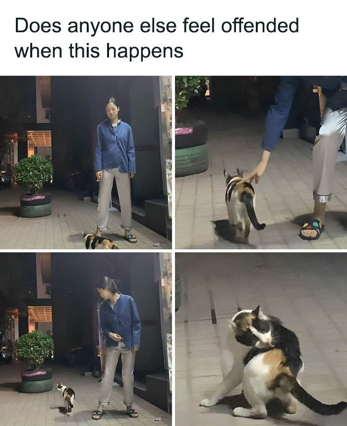 Person awkwardly trying to pet a cat that walks away capturing relatable cat meme moments for cat lovers.
