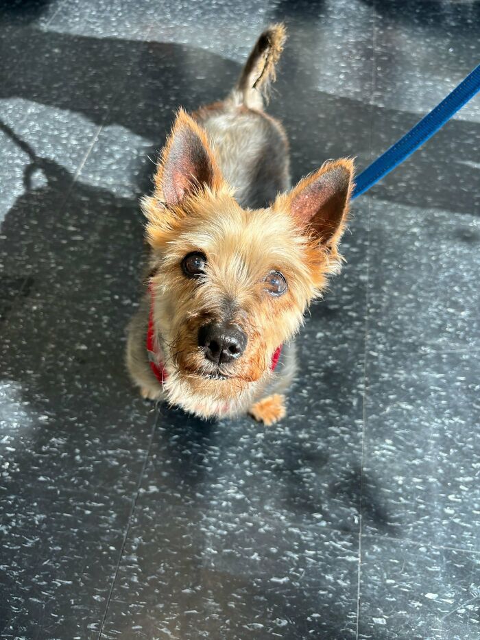 Yorkie makeover: small rescued Yorkie on blue leash looking up in sunlight on speckled floor