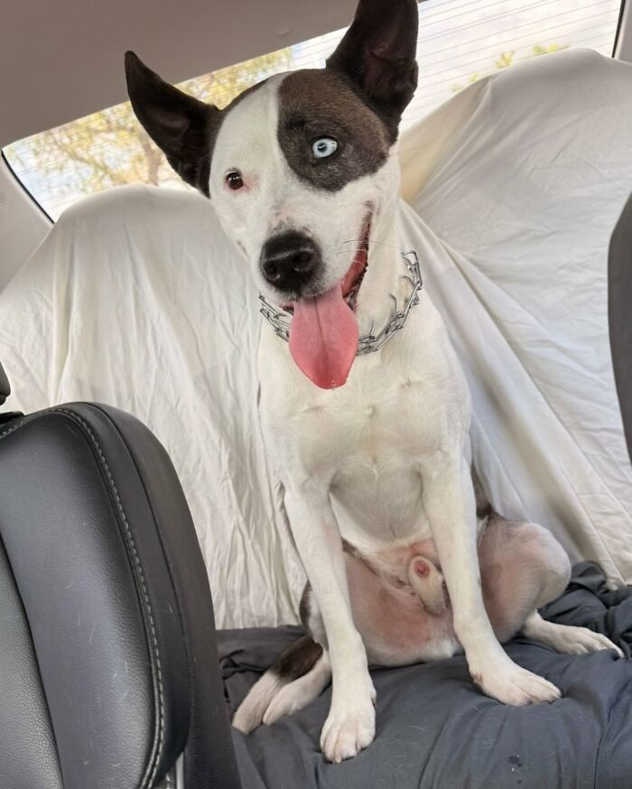 Disney-style pet portrait of a happy dog wearing a blue bandana sitting on a beach at sunset with a warm orange sky.