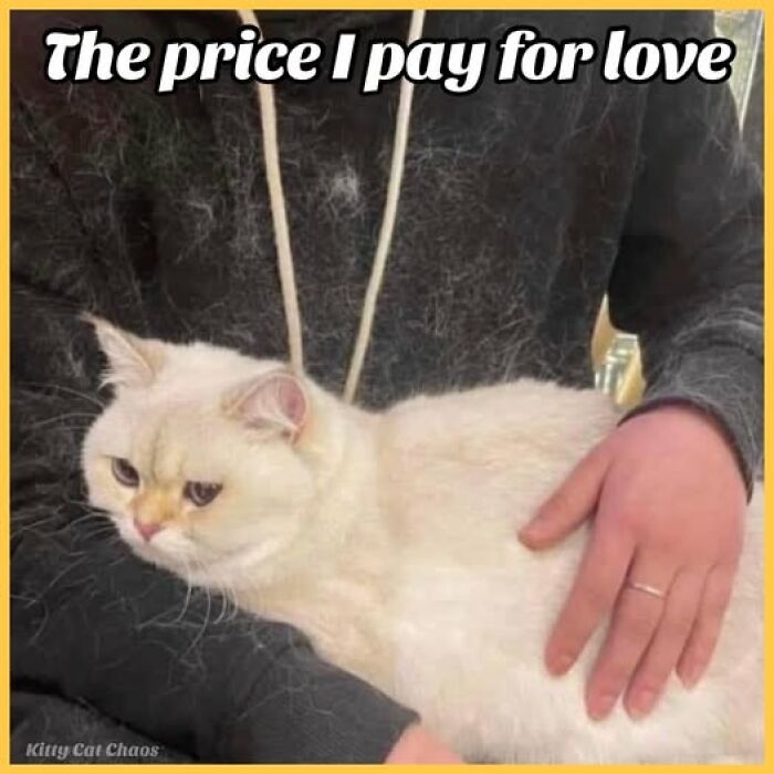 Cat meme therapy image of a white cat shedding fur on a dark sweater with the caption about love's price.