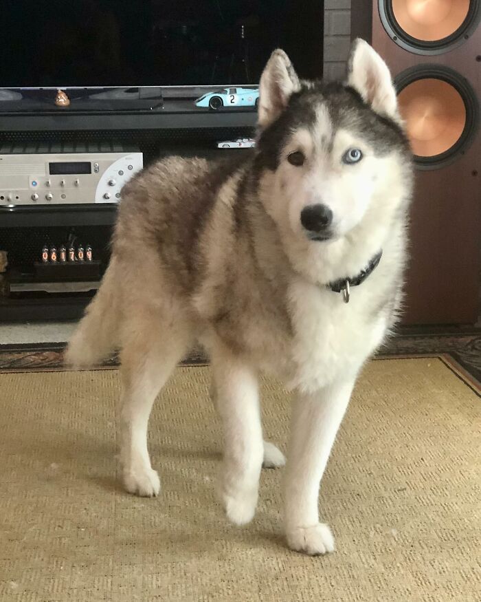 Disney-style pet portrait of a happy husky dog with heterochromia, showcasing adorable and heartwarming character design.