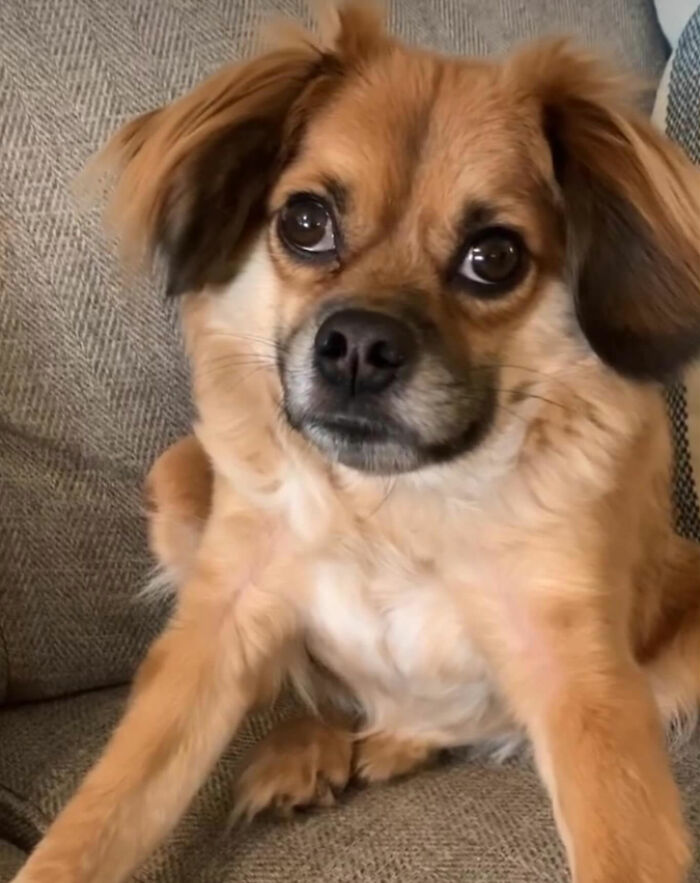 Disney-style pet portrait of a cute dog with big eyes and expressive features in an adorable animated style.