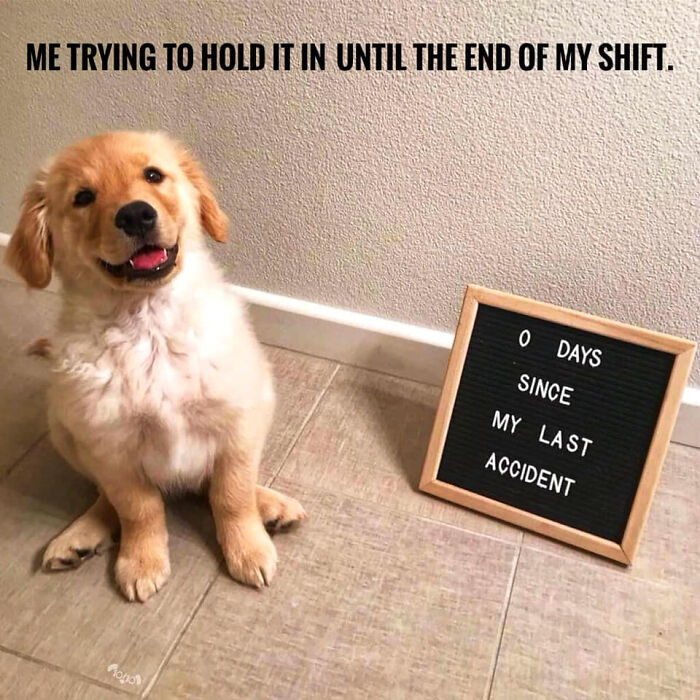 Cute golden retriever puppy sitting by a sign about accidents, illustrating funny and relatable dog owner memes.