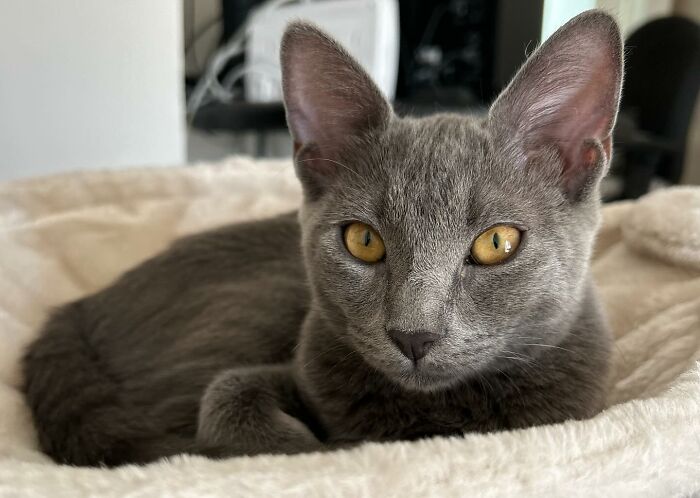 Disney-style pet portrait of a gray cat sitting on a beach with a sunset over the ocean in the background