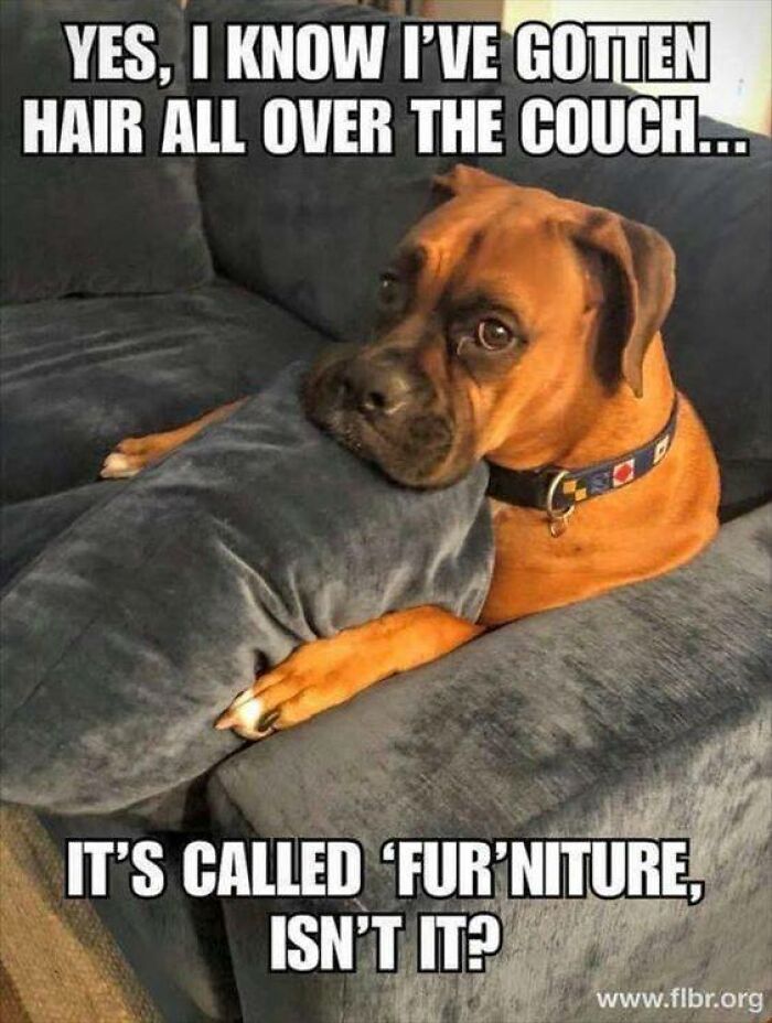 Dog meme showing a brown dog on a couch with text about dog hair on furniture, relatable to dog owners.