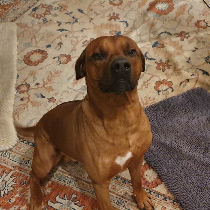 Digital Disney-style pet portrait of two adorable dogs sitting side by side, showcasing cute expressions and warm colors.