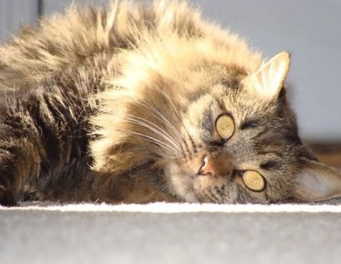 Disney-style digital pet portrait of a tabby cat named Tara with large expressive eyes and soft fur details.