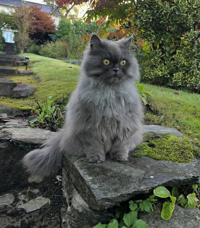 Disney-style pet portrait of a fluffy gray cat with bright yellow eyes sitting outdoors in a colorful garden setting.
