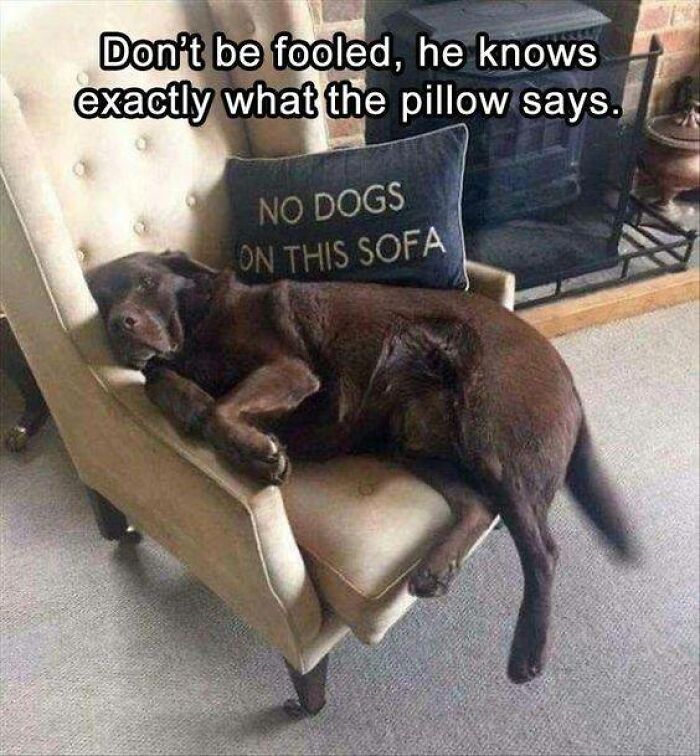 Brown dog lying on sofa with pillow that says no dogs, showcasing funny and relatable dog owner memes.