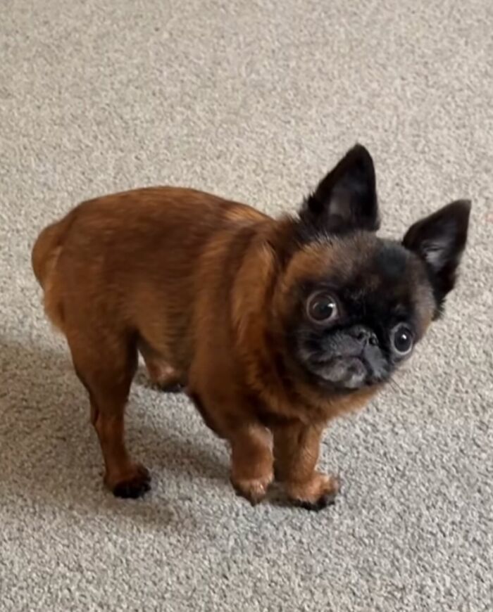 Disney-style pet portrait of a small brown dog with large expressive eyes standing on a carpeted floor indoors.