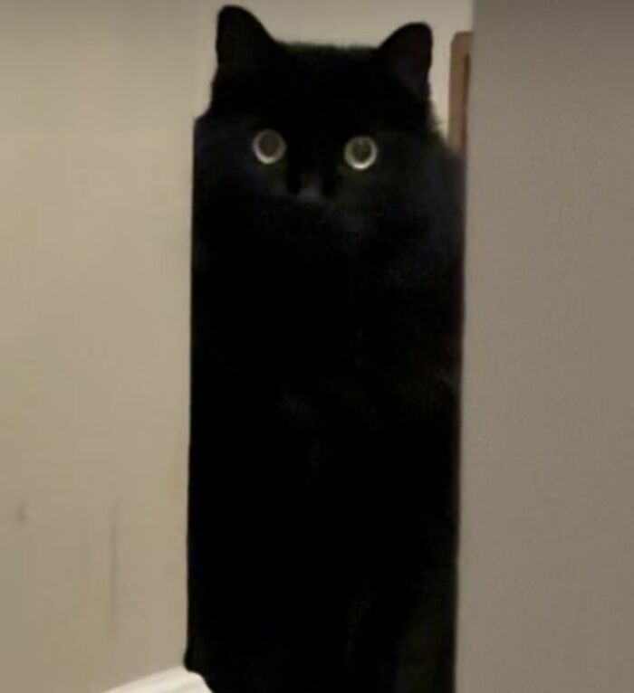 Black cat with big yellow eyes peeking from behind a wall in a cute Disney-style pet portrait illustration.