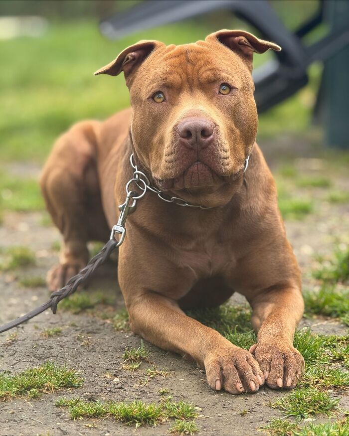 Disney-style pet portrait of a brown dog with expressive eyes lying down on a green background, adorable and heartwarming.
