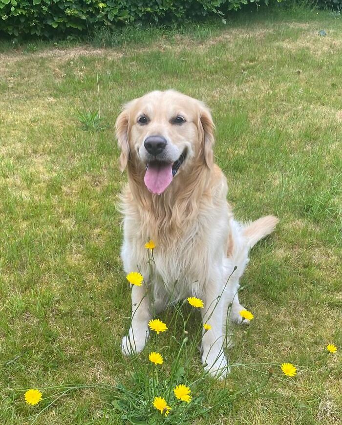 Disney-style adorable pet portrait of a happy golden retriever dog sitting on grass with yellow flowers