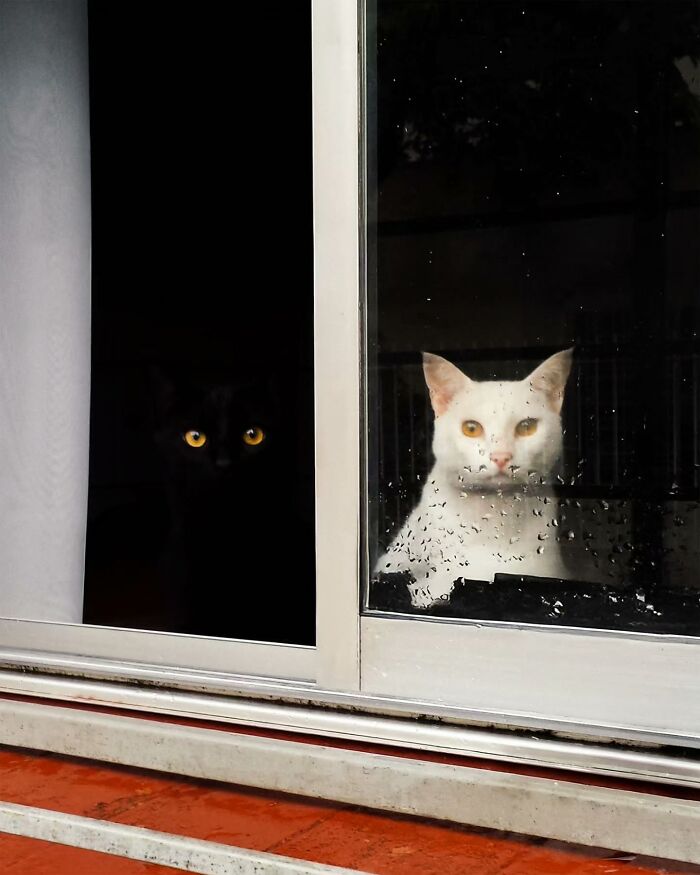 Black cat with glowing eyes and a white cat sitting behind a rainy window in an urban street setting.