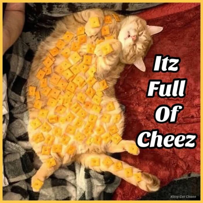 Orange cat lying on back covered with cheese crackers, a funny cat meme therapy post to brighten your day.