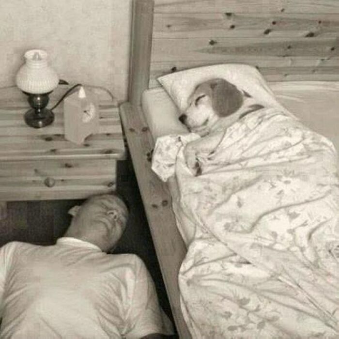 Man and dog sleeping side by side, dog wrapped in blanket on bed, relatable and funny dog owner meme moment.