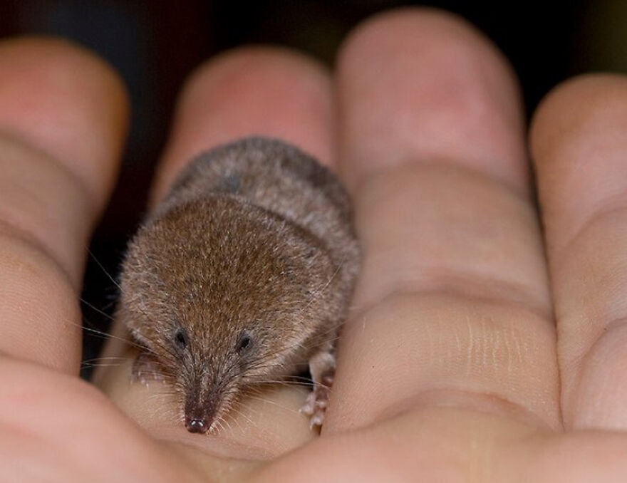 Tiny mammal resting on a person's hand, showcasing one of the smallest animals in the world up close and detailed.