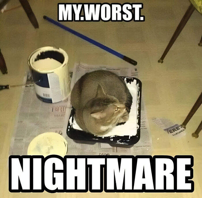 Cat sitting in a paint tray with paint can nearby, illustrating a funny cat meme about chaotic cat behavior.
